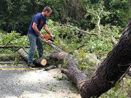 Best Tree Preservation Services  in Franklin Square, NY