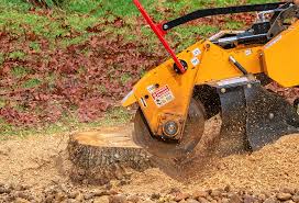 Best Tree Disease Treatment  in Franklin Square, NY