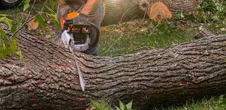 Best Pest Control for Lawns  in Franklin Square, NY