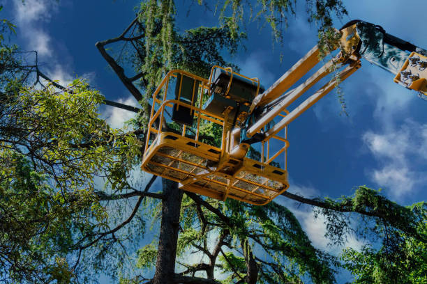 Best Tree Risk Assessment  in Franklin Square, NY