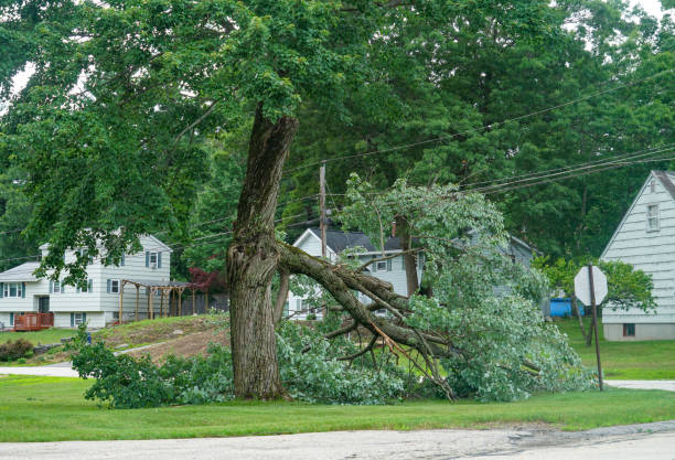 Best Storm Damage Tree Cleanup  in Franklin Square, NY