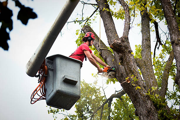 Best Tree Maintenance Programs  in Franklin Square, NY