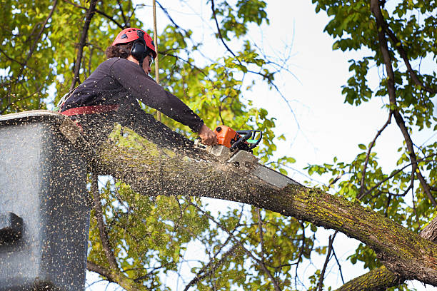  Franklin Square, NY Tree Removal Pros